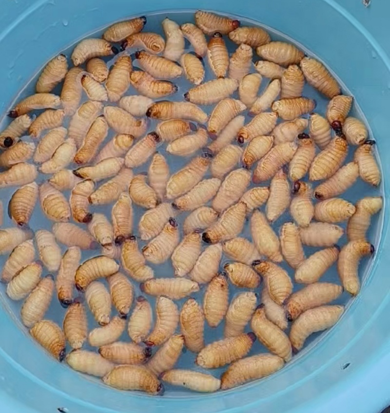 鲜活竹虫