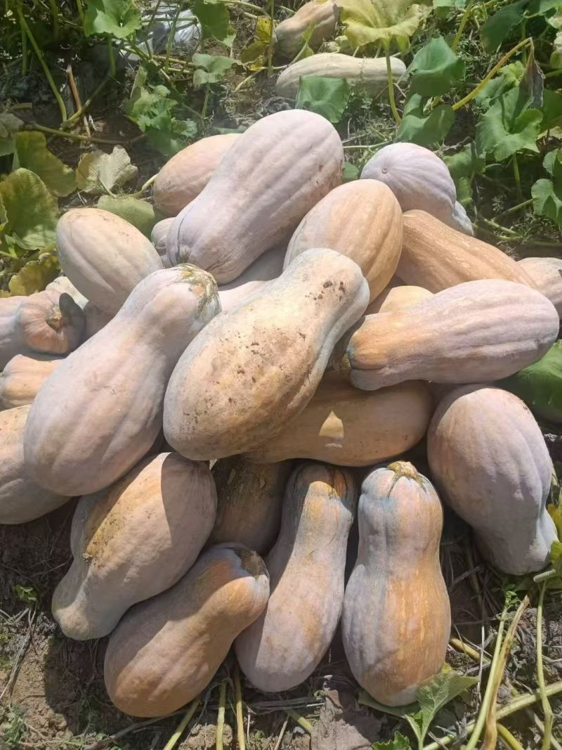 密本南瓜，果肉厚实，口感细腻，甜度适中，营养丰富