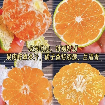四川柑桔蜜橘（热卖推荐）规格齐全，对接全国电商市场批发商