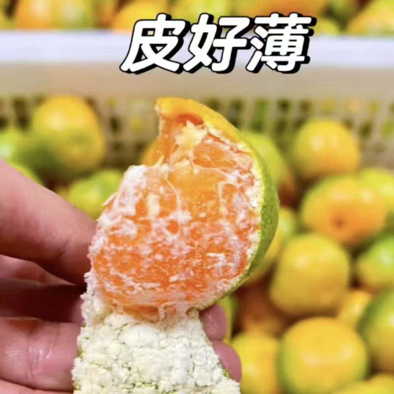 蜜橘四川蜜橘柑桔，皮薄多汁，现摘现发，欢迎来电洽谈更优惠
