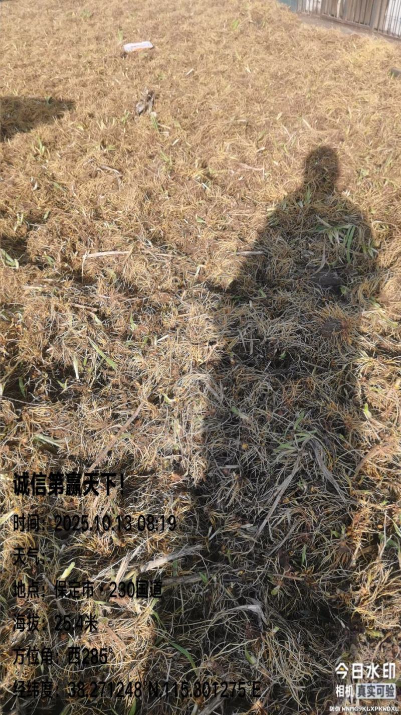 编号1213万亩射干基地供应处{武氏果业}