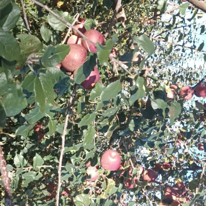 糖心苹果