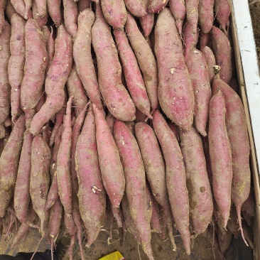 板栗红薯