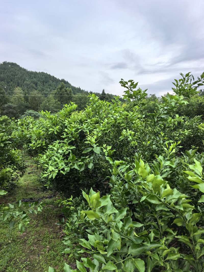 柑橘大苗:橙香1号.阿密达