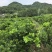 柑橘大苗:橙香1号.阿密达