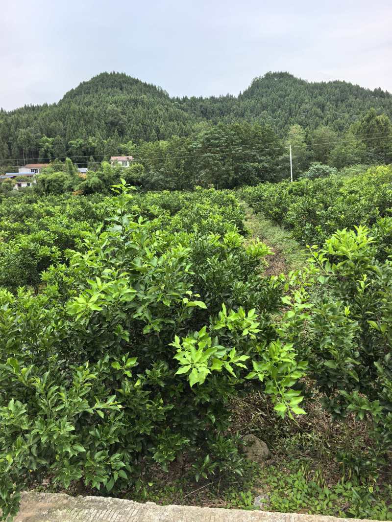 柑橘大苗:橙香1号.阿密达