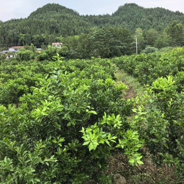 柑橘大苗:橙香1号.阿密达