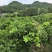 柑橘大苗:橙香1号.阿密达