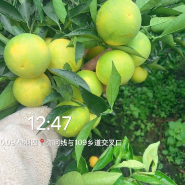 云南冰糖橙多汁化渣对接电商通货
