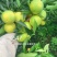 云南冰糖橙多汁化渣对接电商通货