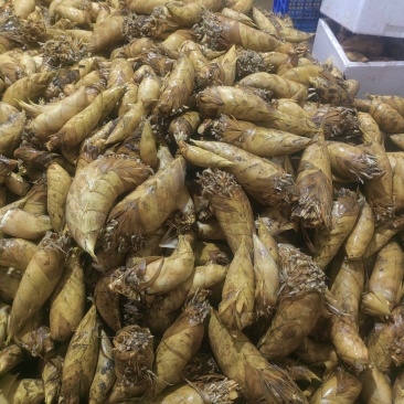 冬笋黄泥冬笋产地供优先供酒店餐饮食堂等