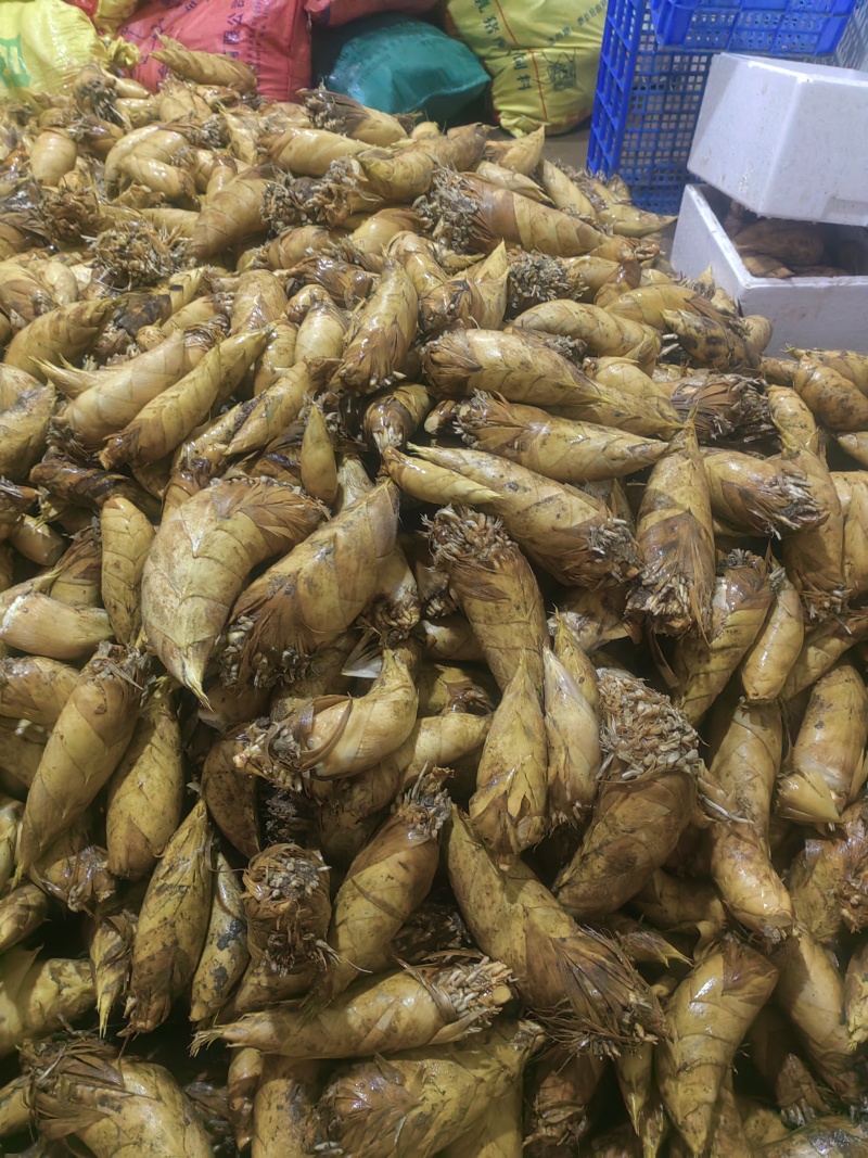 冬笋黄泥冬笋产地供优先供酒店餐饮食堂等