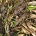 双季茭白基地直销量大质优价格优惠一手货源欢迎咨询