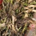 双季茭白基地直销量大质优价格优惠一手货源欢迎咨询