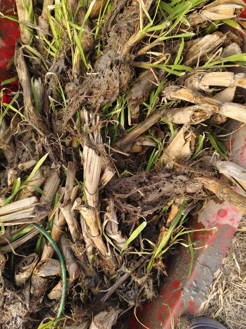 双季茭白基地直销量大质优价格优惠一手货源欢迎咨询