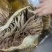 黑个个毛肚23元斤40斤一箱