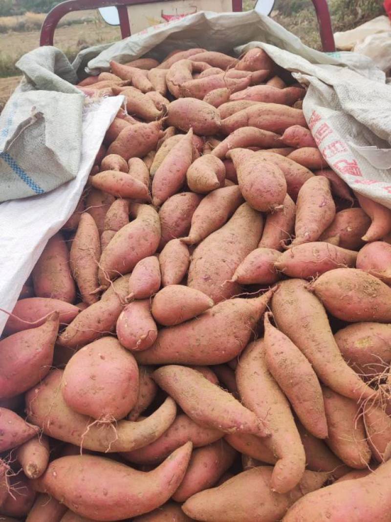 山东红薯地瓜品种齐全货源充足产地直销保质保量