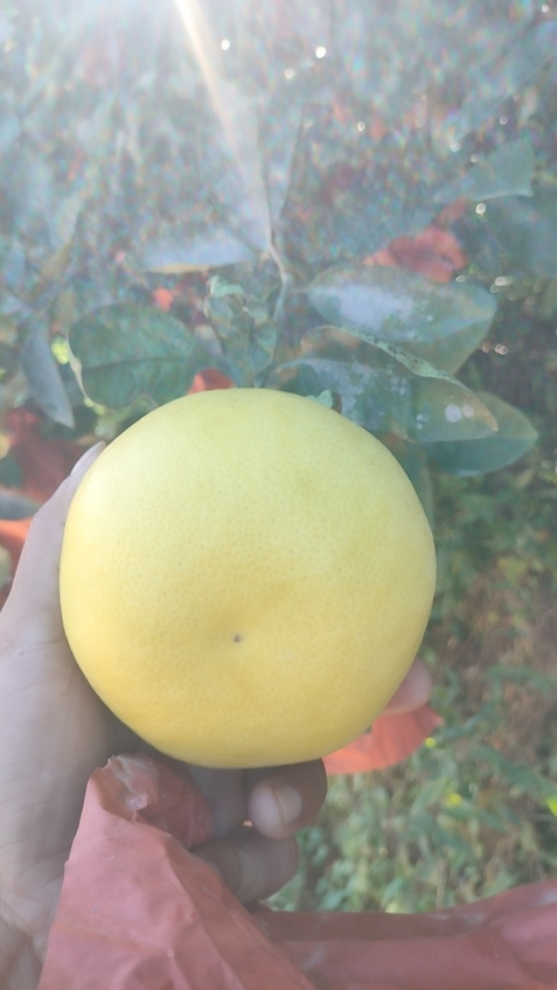 平和琯溪蜜柚