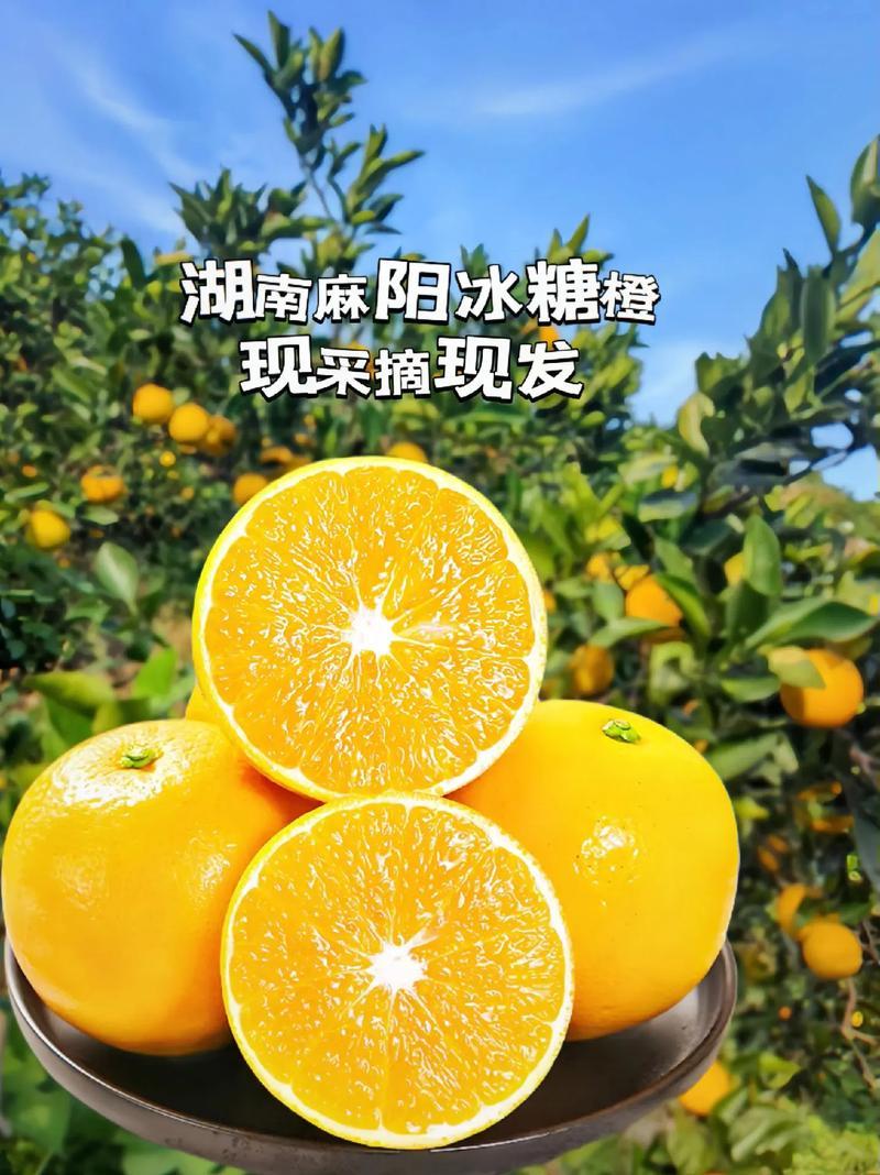 石门麻阳冰糖橙支持电商拼多多一件代发。盒马