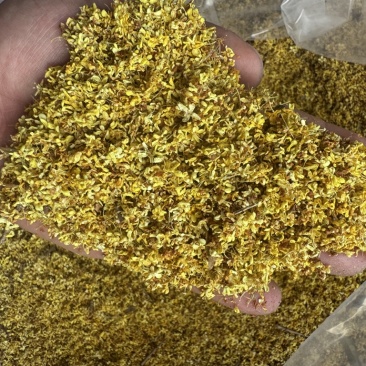 大量4a5a花出售价格便宜