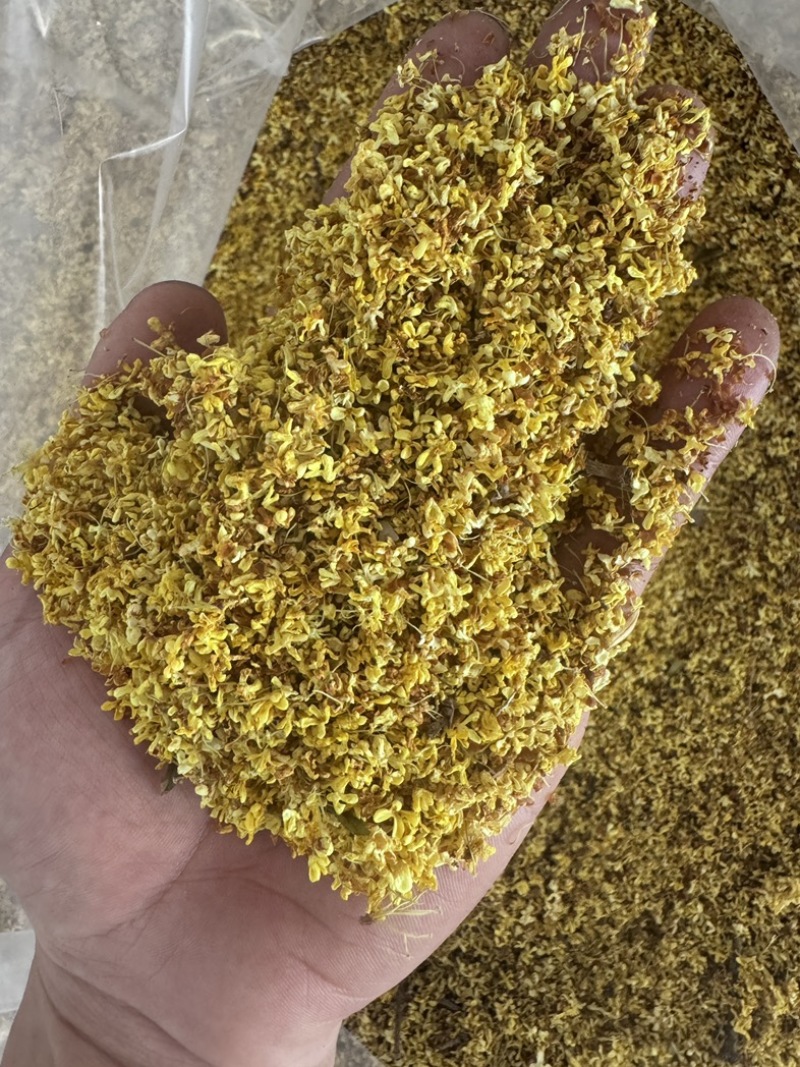 大量4a5a花出售价格便宜