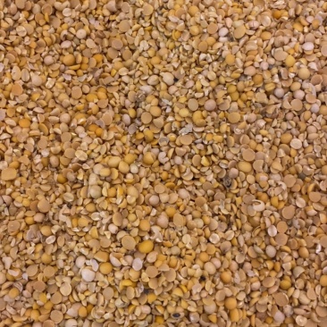 上地施肥豆养殖饲料豆