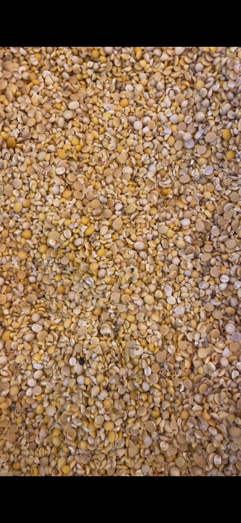 上地施肥豆养殖饲料豆