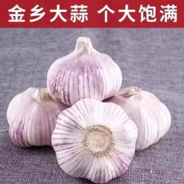 正宗农家自重新鲜红皮紫大蒜特大金乡蒜批发代发