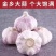 正宗农家自重新鲜红皮紫大蒜特大金乡蒜批发代发