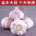 正宗农家自重新鲜红皮紫大蒜特大金乡蒜批发代发