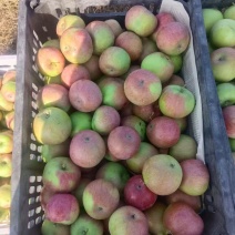 精品国光