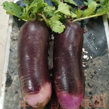 冰激凌萝卜上市