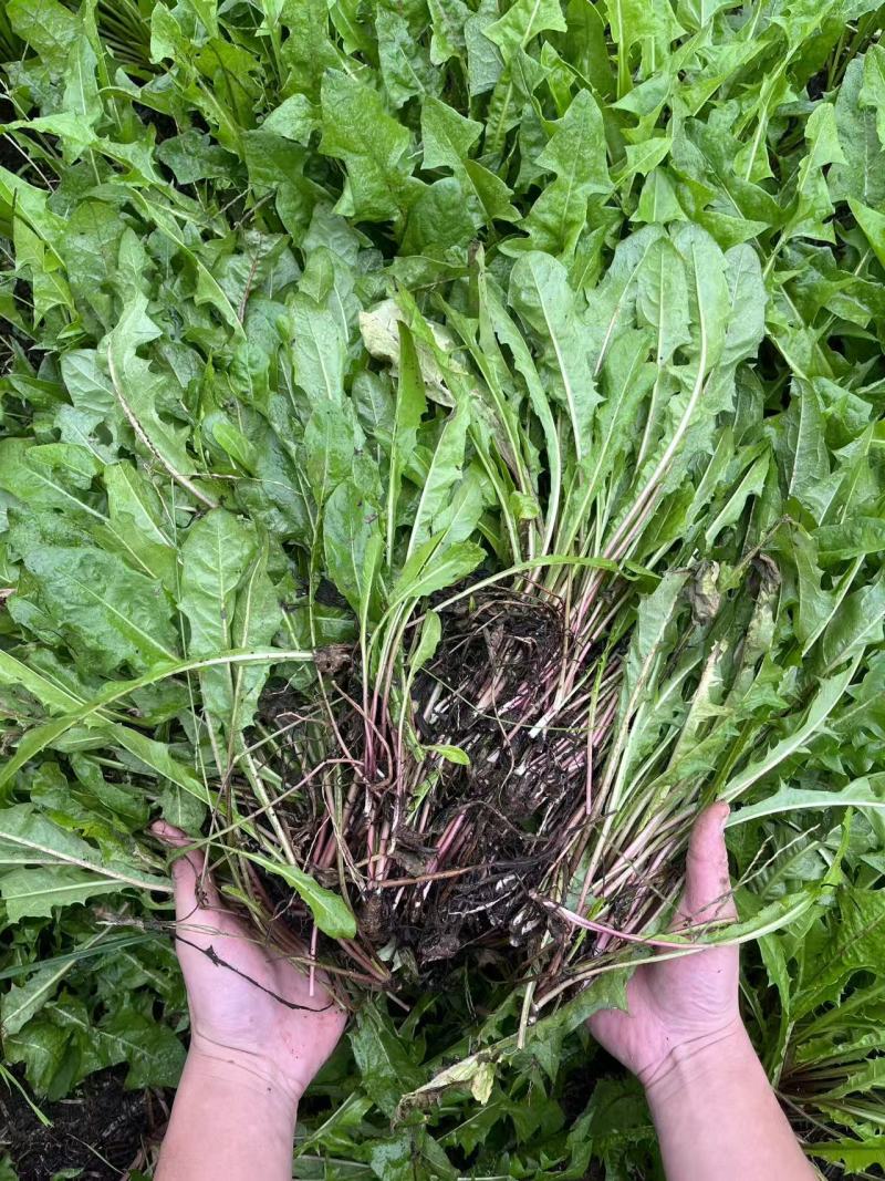 2025秋季种植婆婆丁嫩芽菜上市【电商代发】