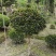 四川成都温江大量出售精品杜鹃春鹃映山红棒棒糖产地有量出售
