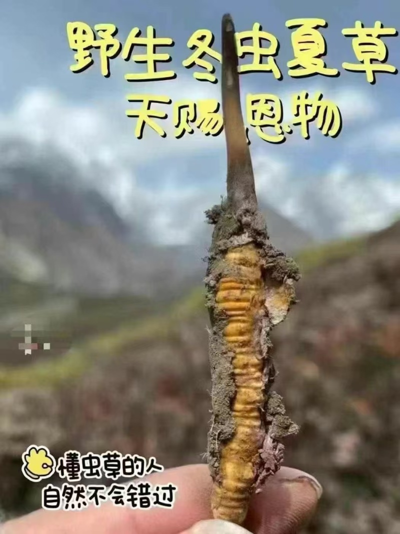 2026头期冬虫夏草鲜虫草批发产地直发虫草节日送礼