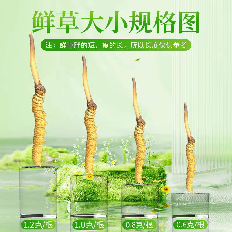 2026头期冬虫夏草鲜虫草批发产地直发虫草节日送礼