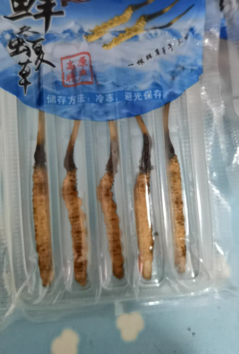 2026头期冬虫夏草鲜虫草批发产地直发虫草节日送礼