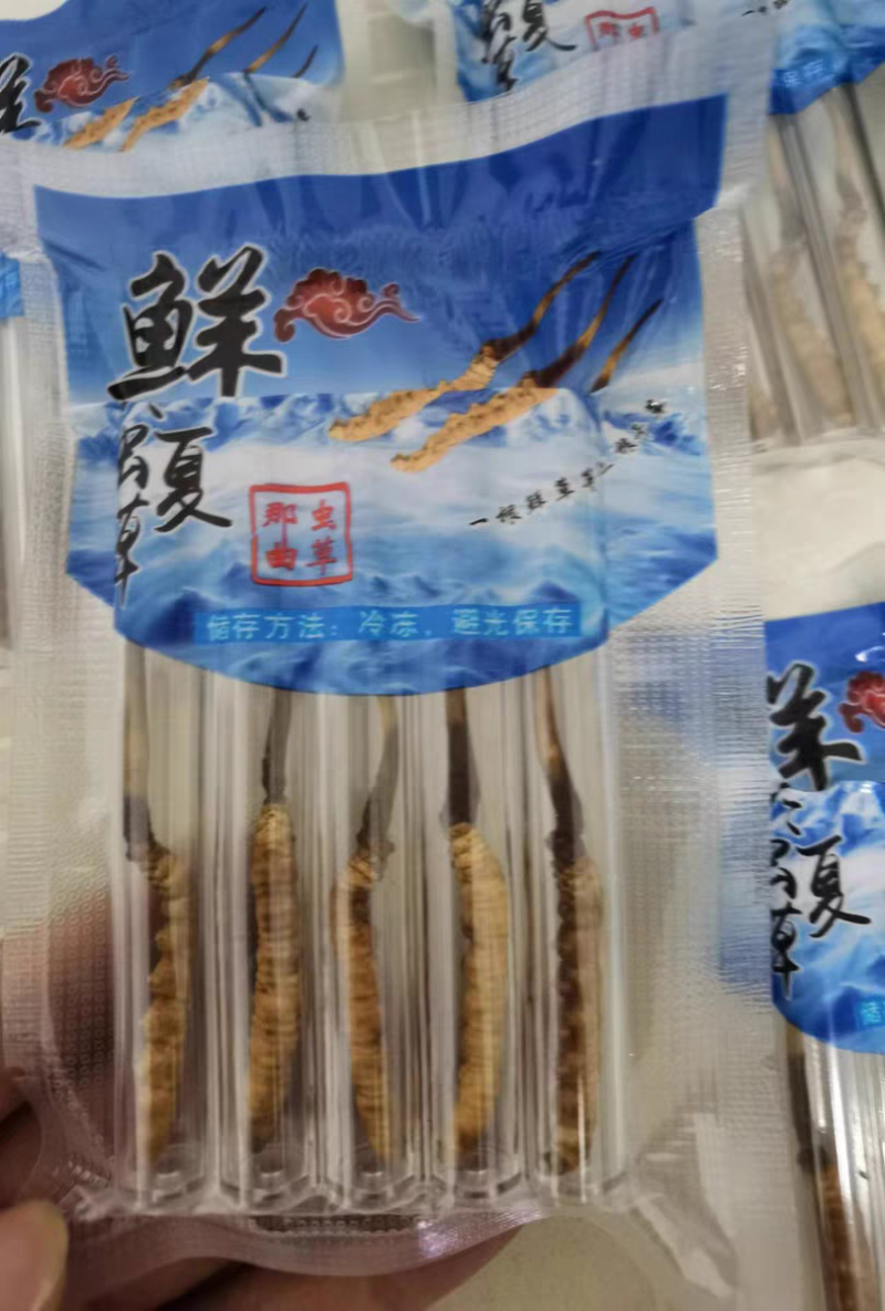 2026头期冬虫夏草鲜虫草批发产地直发虫草节日送礼