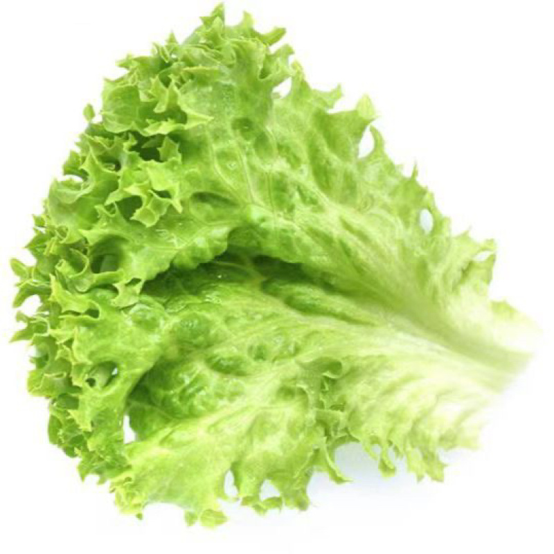 新鲜高端生菜绿叶生菜奶油生菜江苏南通直发