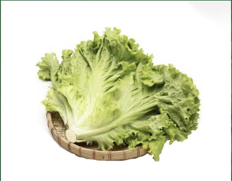 新鲜高端生菜绿叶生菜奶油生菜江苏南通直发