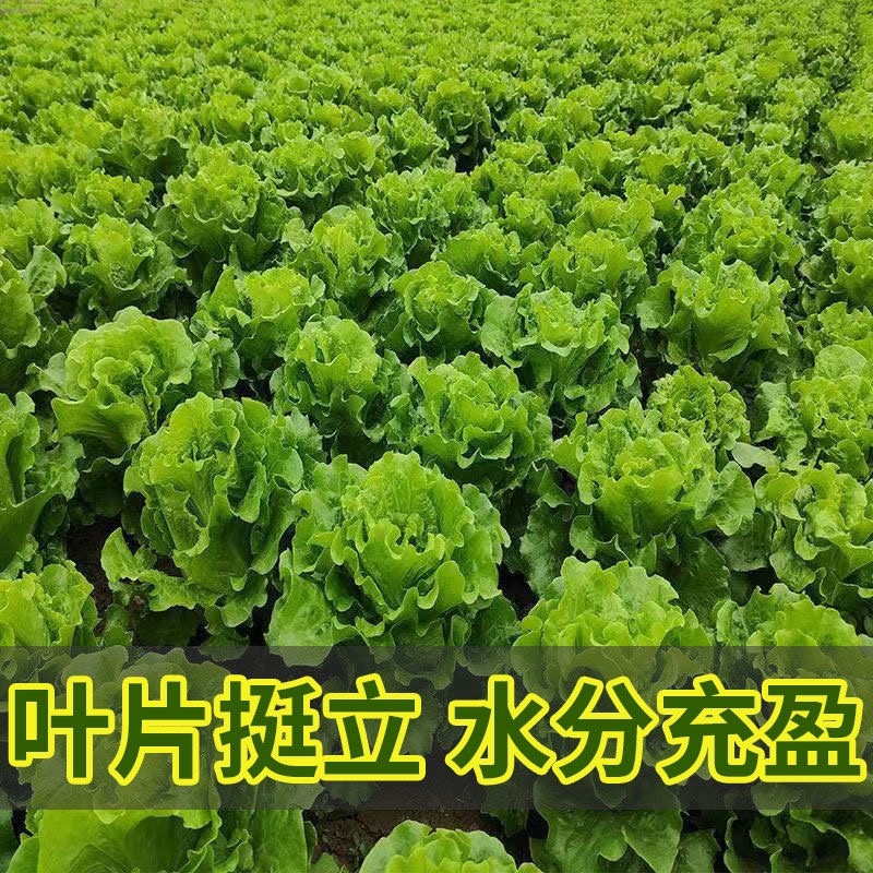 新鲜高端生菜绿叶生菜奶油生菜江苏南通直发