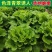新鲜高端生菜绿叶生菜奶油生菜江苏南通直发