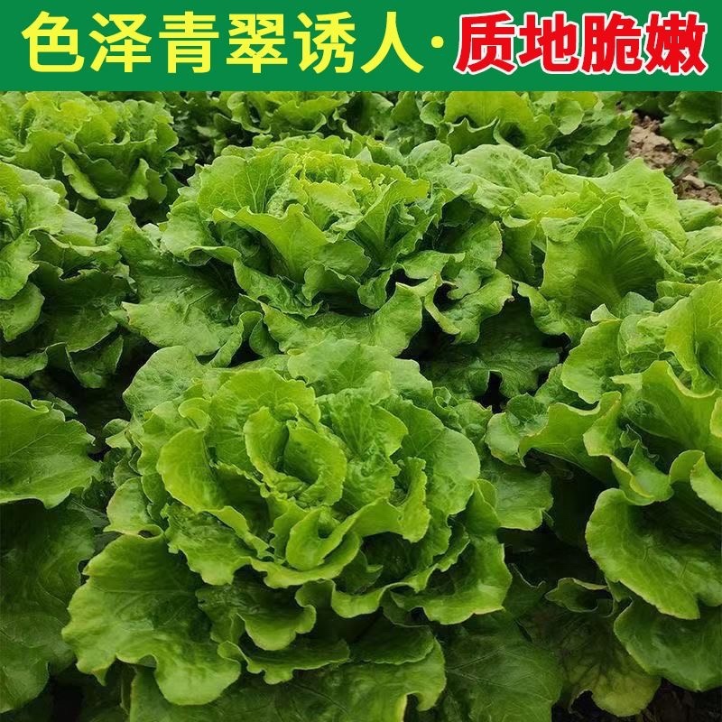 新鲜高端生菜绿叶生菜奶油生菜江苏南通直发