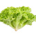 新鲜高端生菜绿叶生菜奶油生菜江苏南通直发