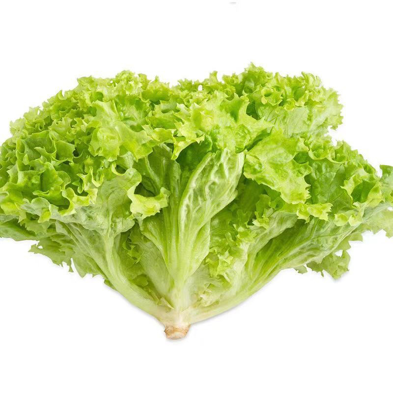 新鲜高端生菜绿叶生菜奶油生菜江苏南通直发
