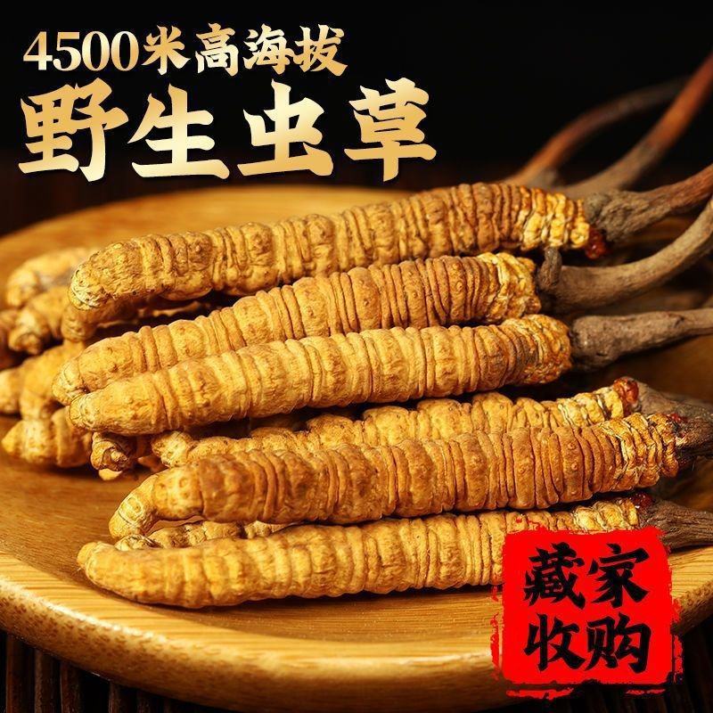 冬虫夏草西藏那曲虫草，批发代发，送礼养生佳品！