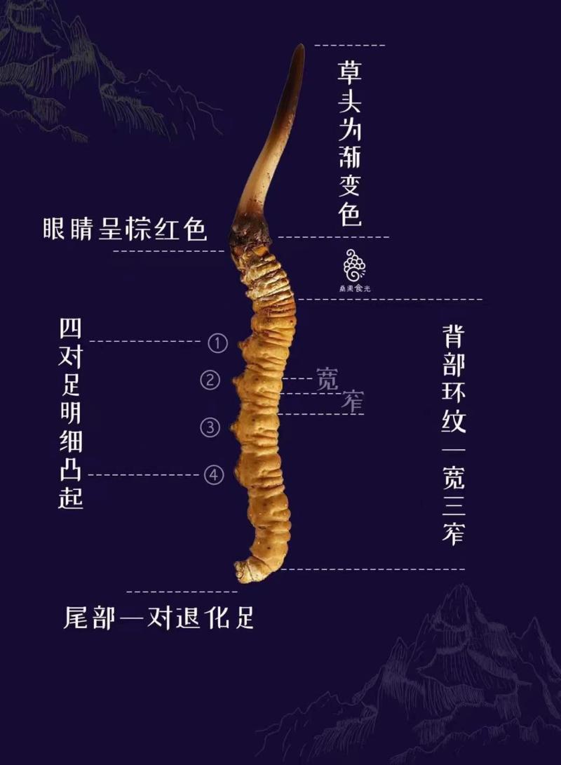 冬虫夏草西藏那曲虫草，批发代发，送礼养生佳品！