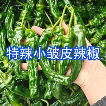 小皱皮辣椒特拉土辣椒炒虎皮辣椒薄皮青辣椒