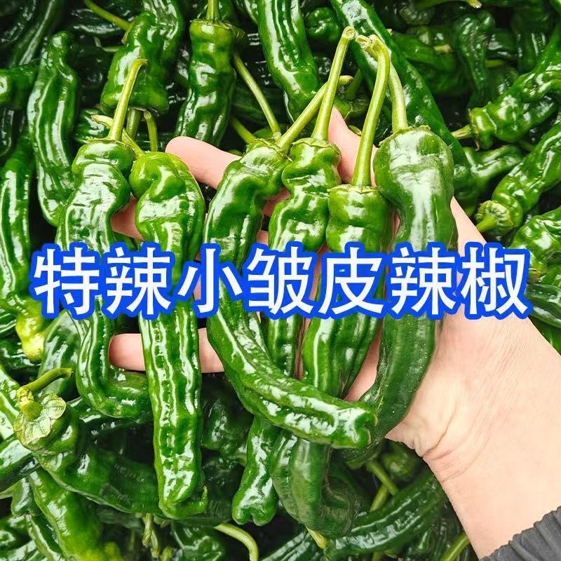 小皱皮辣椒特拉土辣椒炒虎皮辣椒薄皮青辣椒