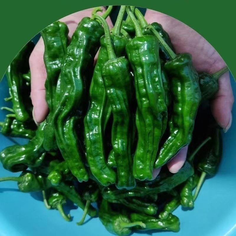 小皱皮辣椒特拉土辣椒炒虎皮辣椒薄皮青辣椒